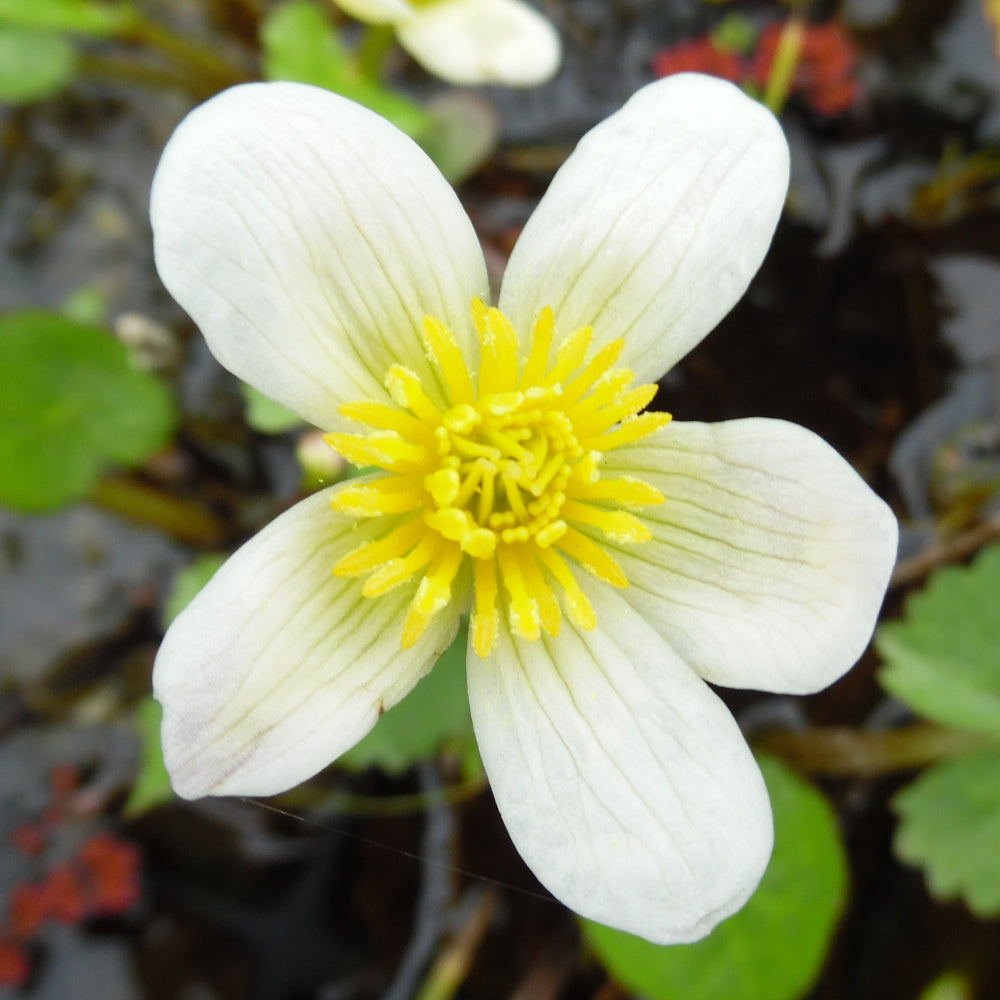 Himalayan Marigold (Caltha palustris Alba)