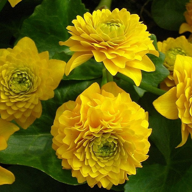 Double Marsh Marigold (Caltha palustris 'Flore Pleno')