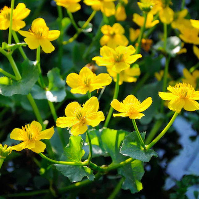 Giant Kingcup (Caltha polypetala)