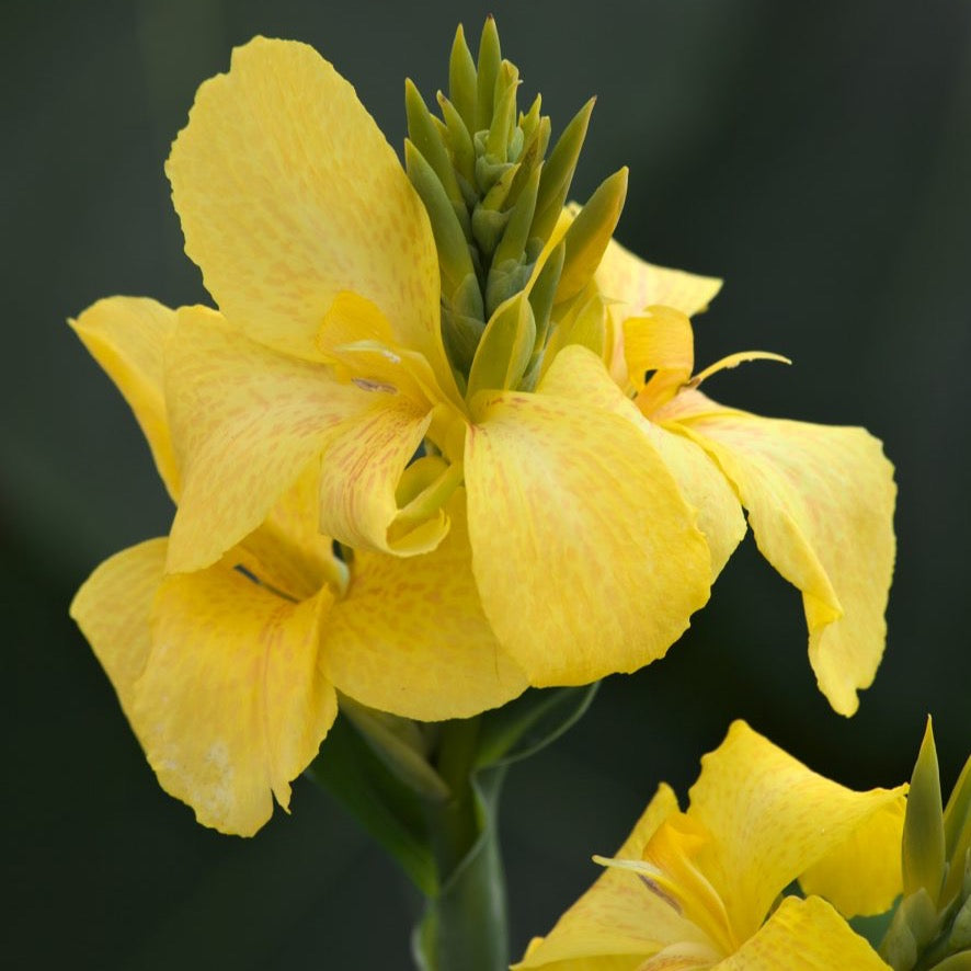 Indian Shot Plant (Canna Lemon)