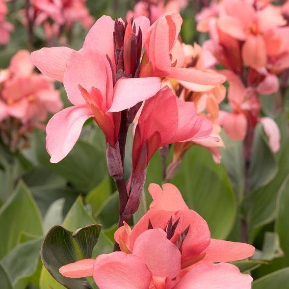 Indian Shot Plant (Canna Mango)