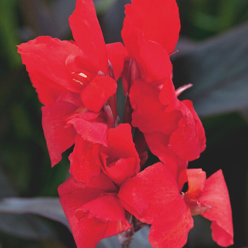 Indian Shot Plant (Canna Scarlet Bronze)