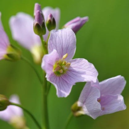 Lady'S Smock (Cardamine pratensis)