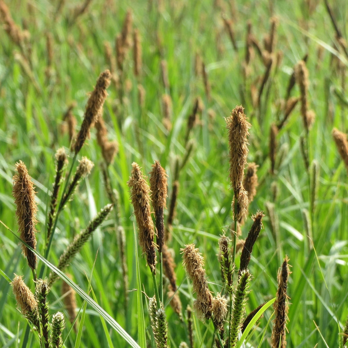 Lesser Pond Sedge (Carex acutiformis)