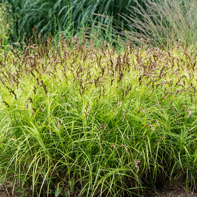 Palm Sedge (Carex muskingumensis)
