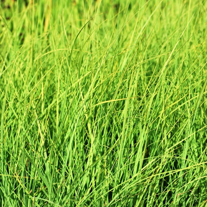 Carnation Grass (Carex panicea)