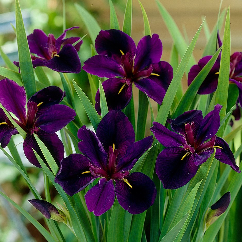 Louisiana Water Iris (Iris louisiana 'Black Gamecock')