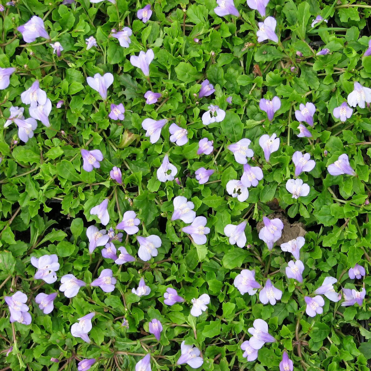 Chinese Marsh Flower (Mazus reptans)