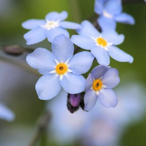 Water Forget-Me-Not (Myosotis palustris)