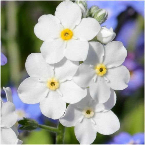 White Water Forget-Me-Not (Myosotis palustris 'Alba')