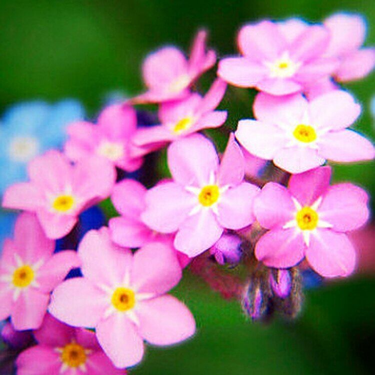 Pink Water Forget-Me-Not (Myosotis palustris Pink)