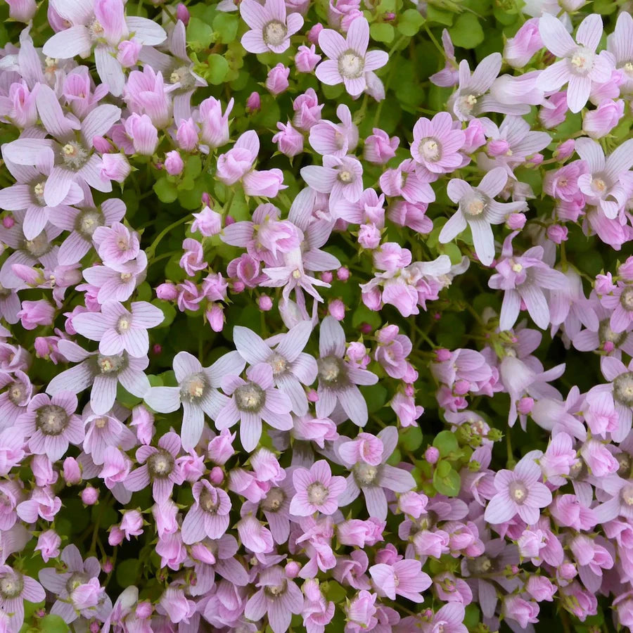 Pink Bog Pimpernel (Anagallis tenella)