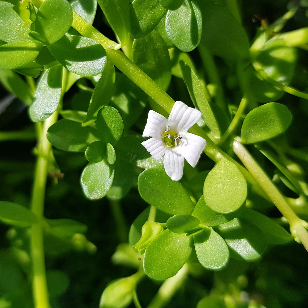 Water Hyssop (Bacopa monnieri)