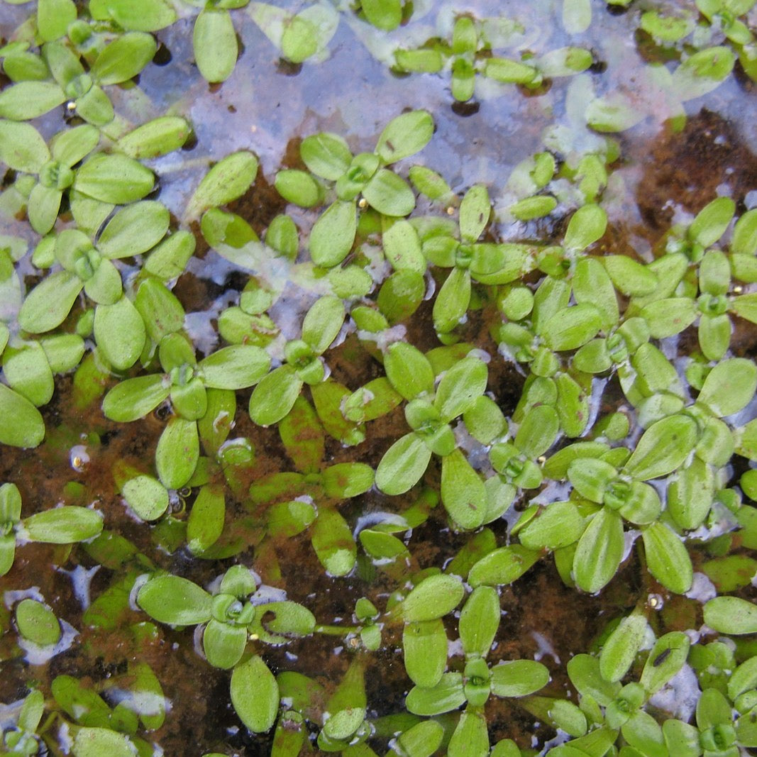 Starwort (Callitriche)