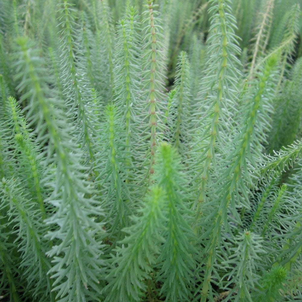 Marestail (Hippuris vulgaris)