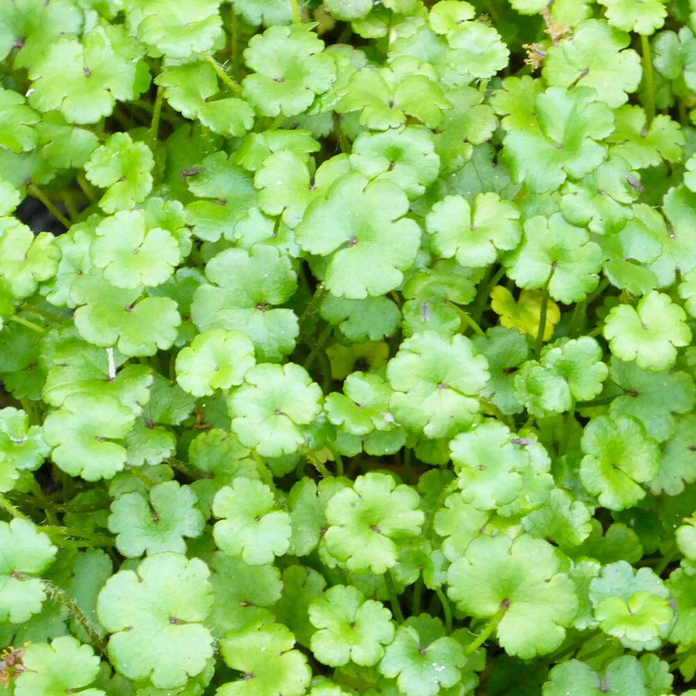 Miniature Pennywort (Hydrocotyle Novae-Zeelandiae)