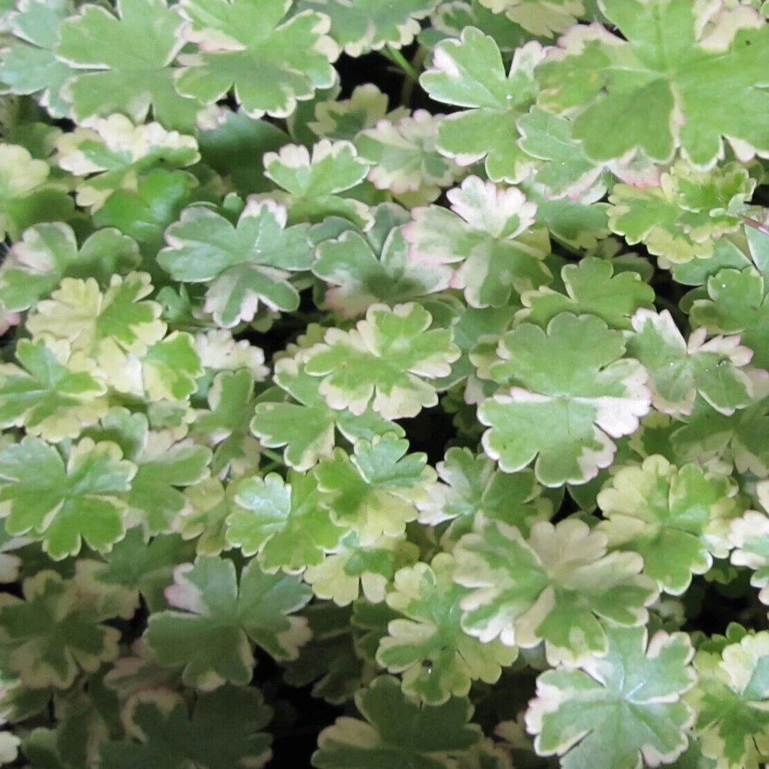 Variegated Pennywort (Hydrocotyle var.)