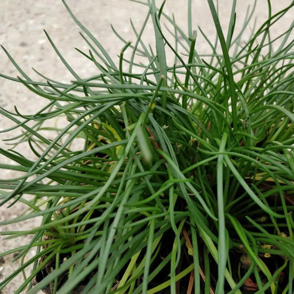 Shoreweed (Littorella uniflora)