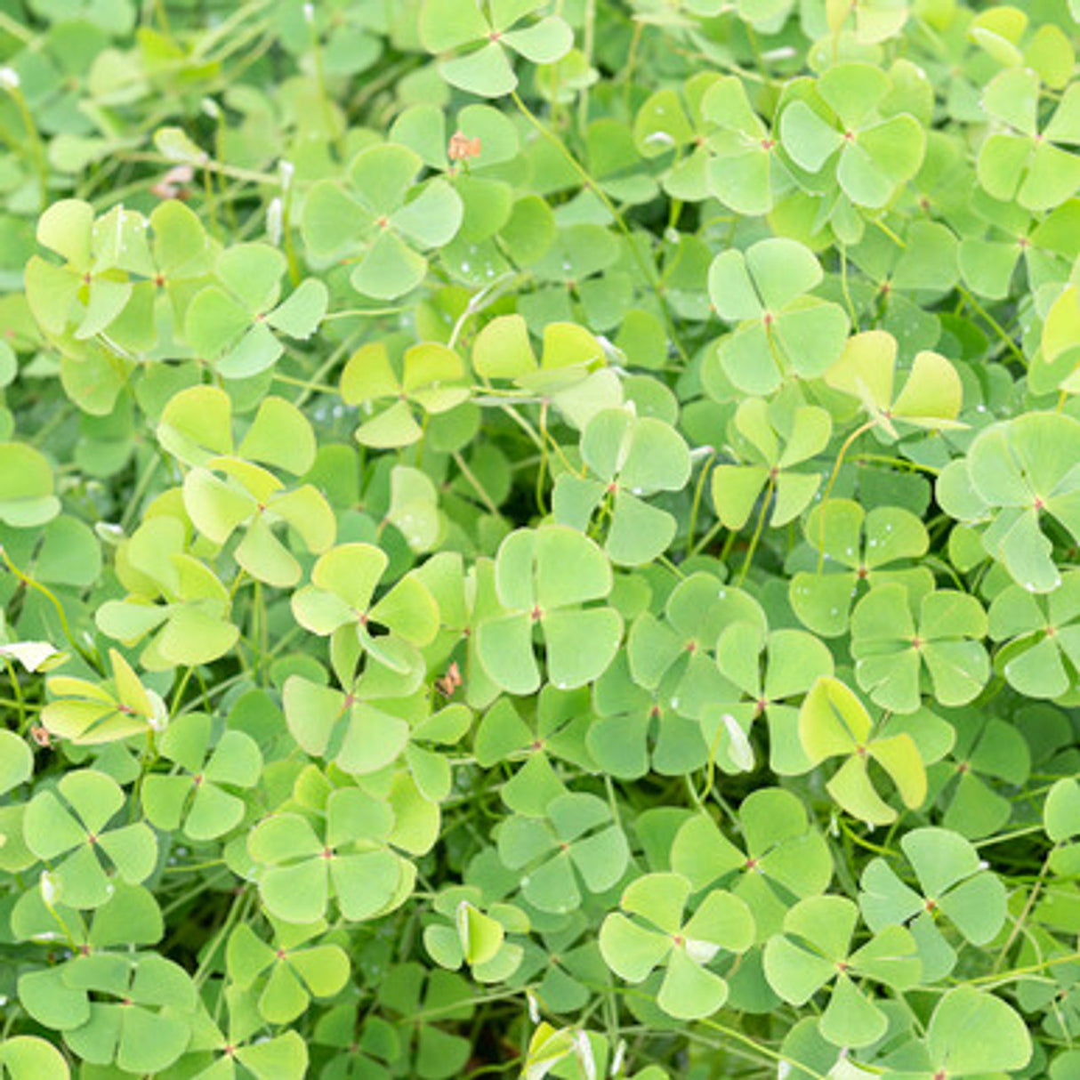 Upright Water Clover (Marsilea Quadrifolia)