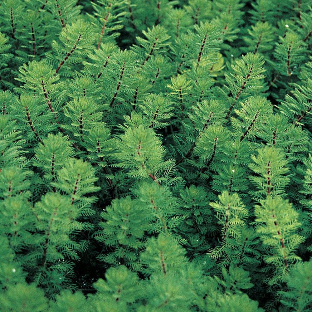 Red Stemmed P. Feather (Myriophyllum red stem    )