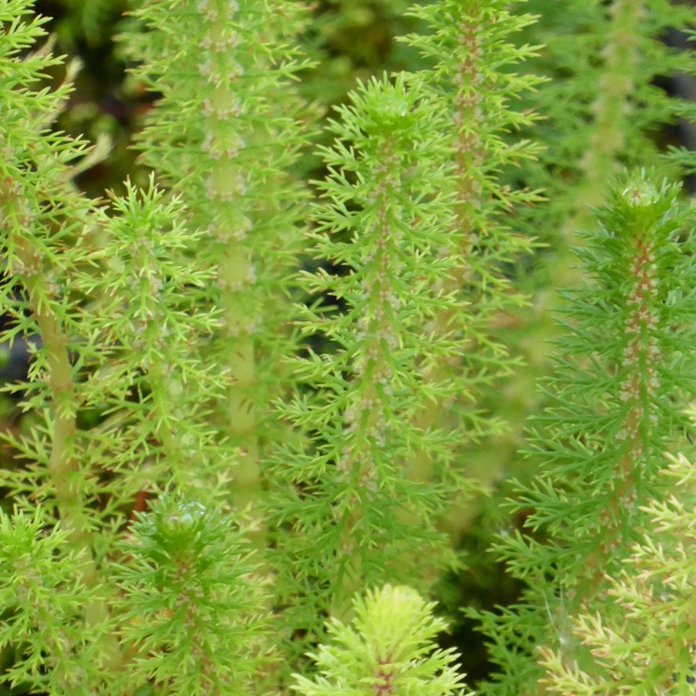 Spiked Milfoil (Myriophyllum crispatum)