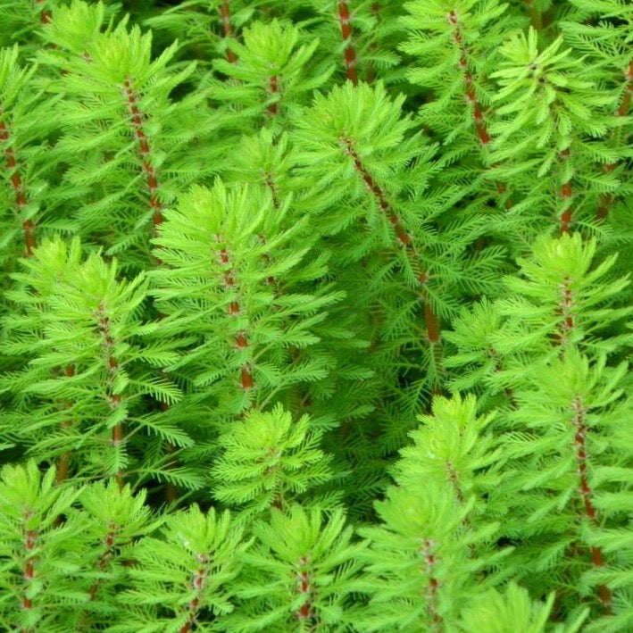 Spiked Water Milfoil (Myriophyllum Propium)