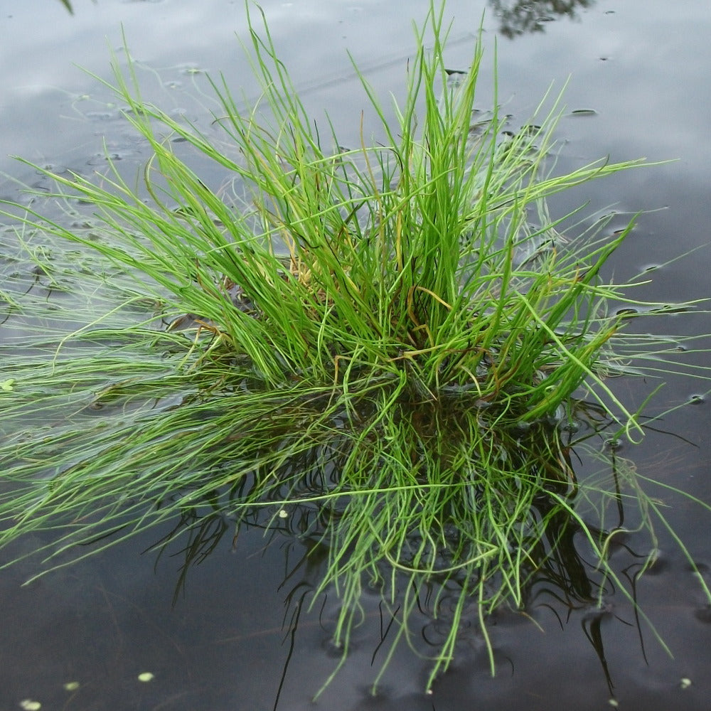 Pillwort (Pilularia globulifera)