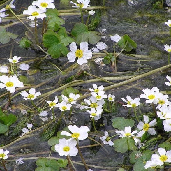 Water Crowfoot (Ranunculus Aquatilis)