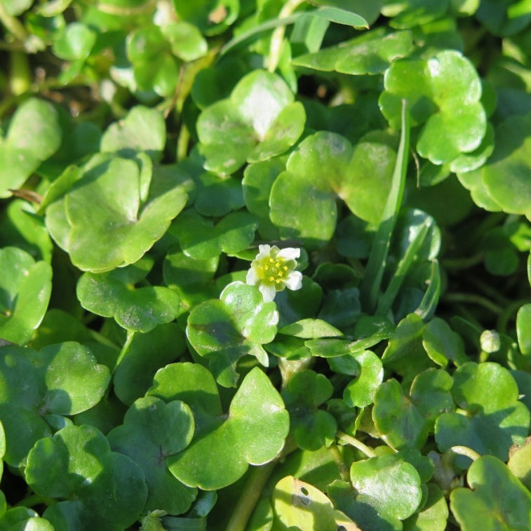 Ivy Leaf Crowfoot (Ranunculus Hederaceus)