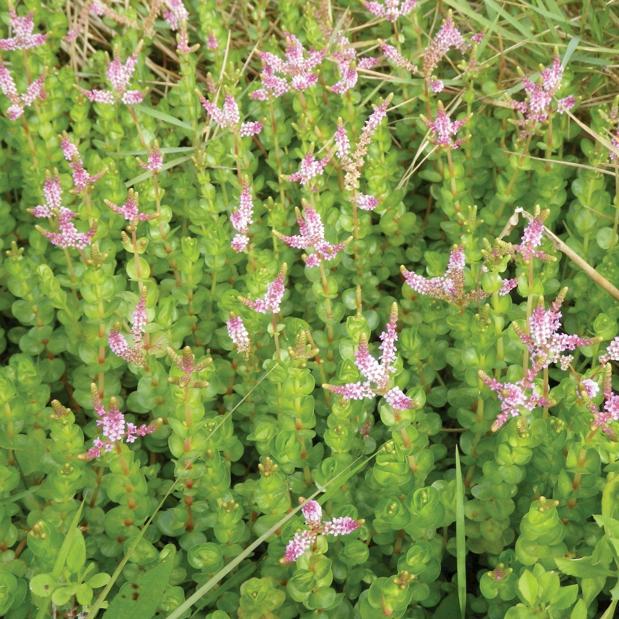 Toothcup (Rotala rotundifolia)