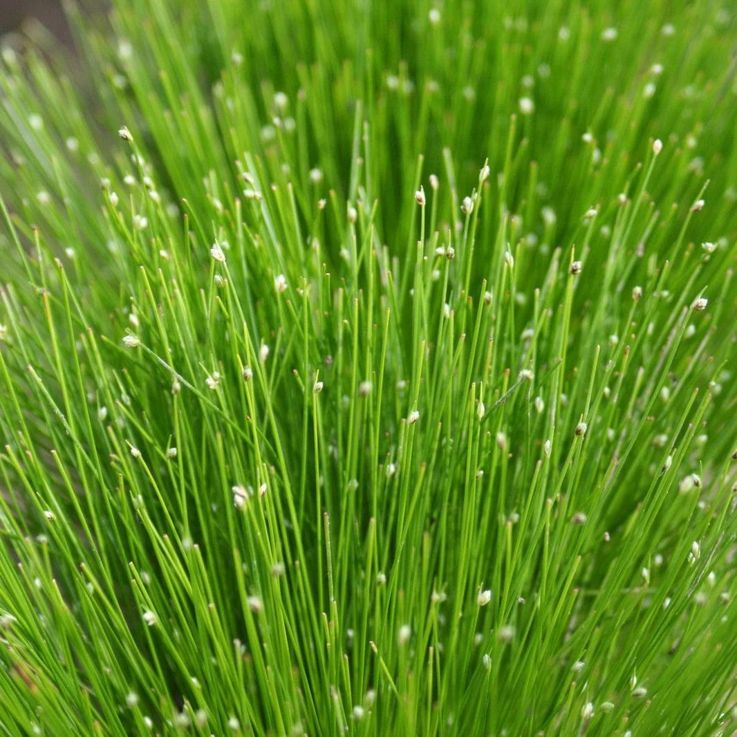 Cotton Bud Grass (Scirpus Cernuus)