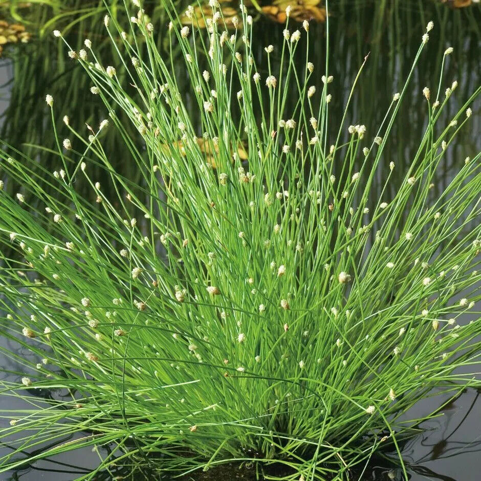 Bristle Club Rush (Scirpus Isolepis)