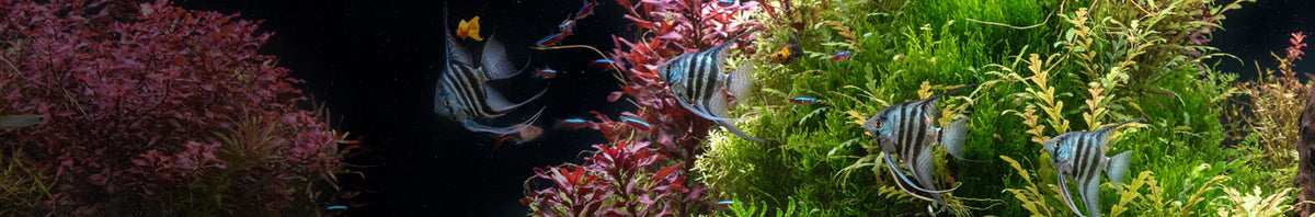 Blagdon Affinity Ponds – Water World Pet & Aquatic Centre