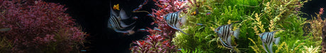 Blagdon Affinity Ponds – Water World Pet & Aquatic Centre
