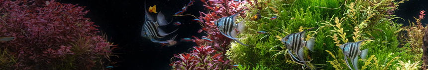 Blagdon Affinity Ponds – Water World Pet & Aquatic Centre