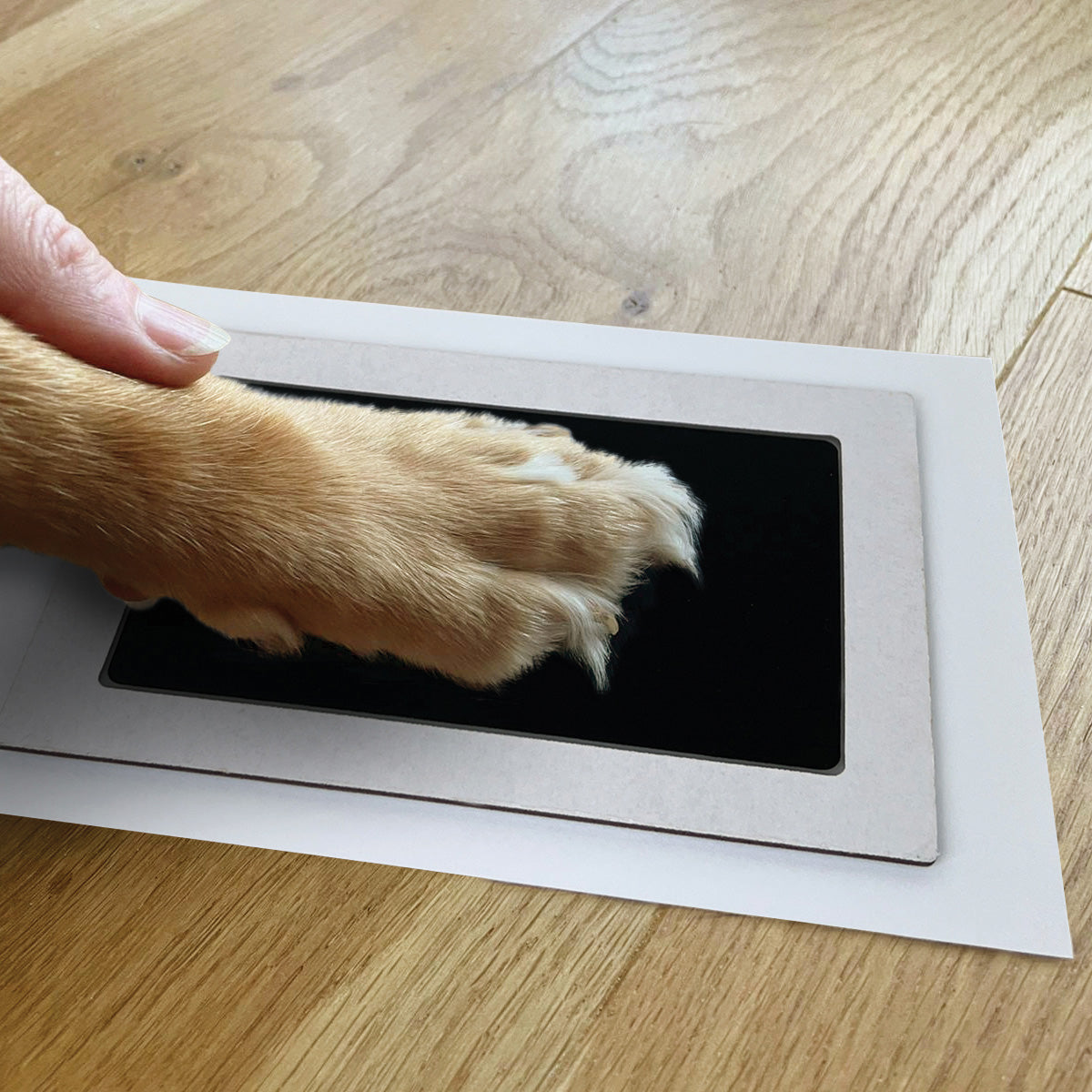 https://cdn.shopify.com/s/files/1/0589/7378/2073/files/XL-paw-print-image.jpg?v=1696426044