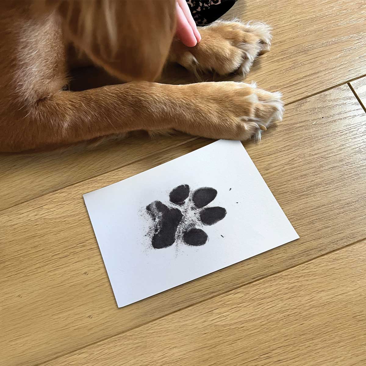 https://cdn.shopify.com/s/files/1/0589/7378/2073/files/pet-paw-print-ink-kit_1_fc7f9a85-4271-4731-a22a-2ae7befc3d72.jpg?v=1704974783