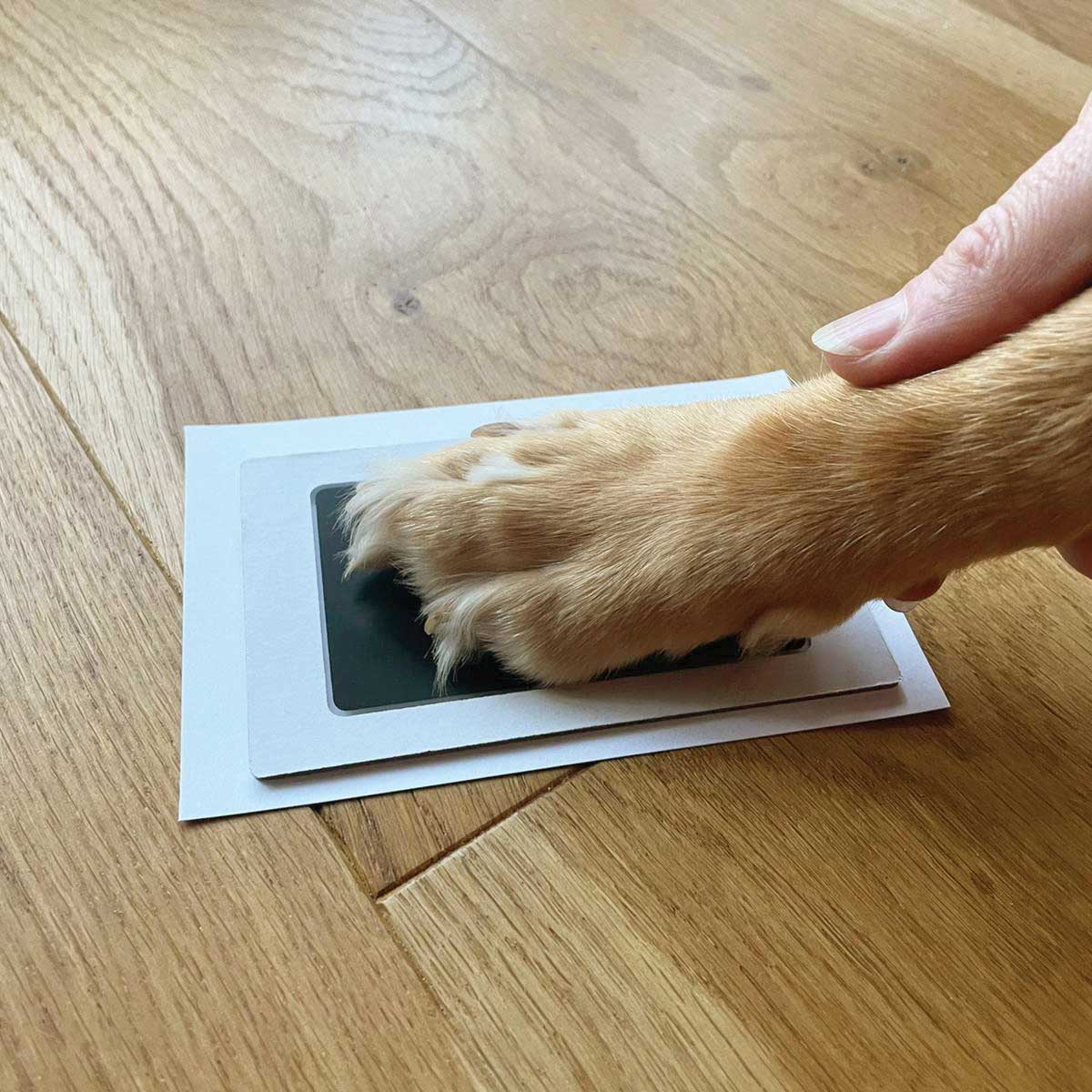 https://cdn.shopify.com/s/files/1/0589/7378/2073/files/pet-paw-print-ink-kit_2_cdf6e0f0-d465-4e37-9dc3-bb69148dbfcc.jpg?v=1704974783