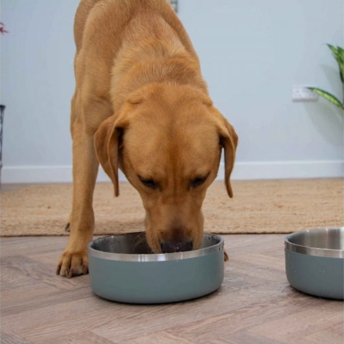 Water World Pet & Aquatic Centre Ancol Hungry Paws sage stainless steel dog bowl being used by a golden Labrador
