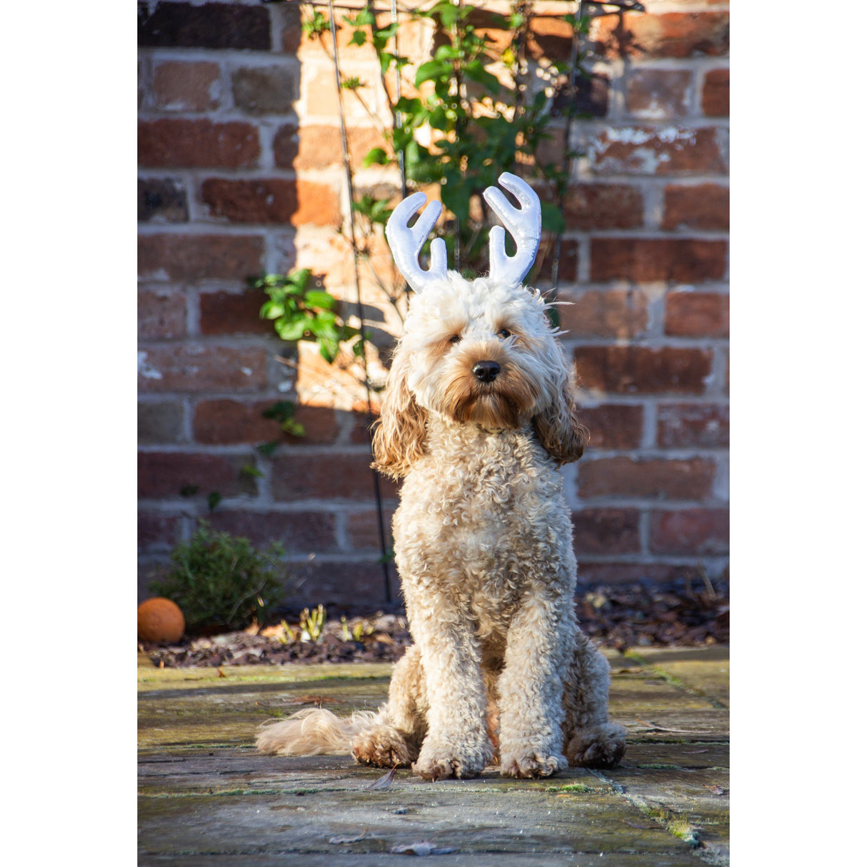 Happy Pet Matalic Antlers
