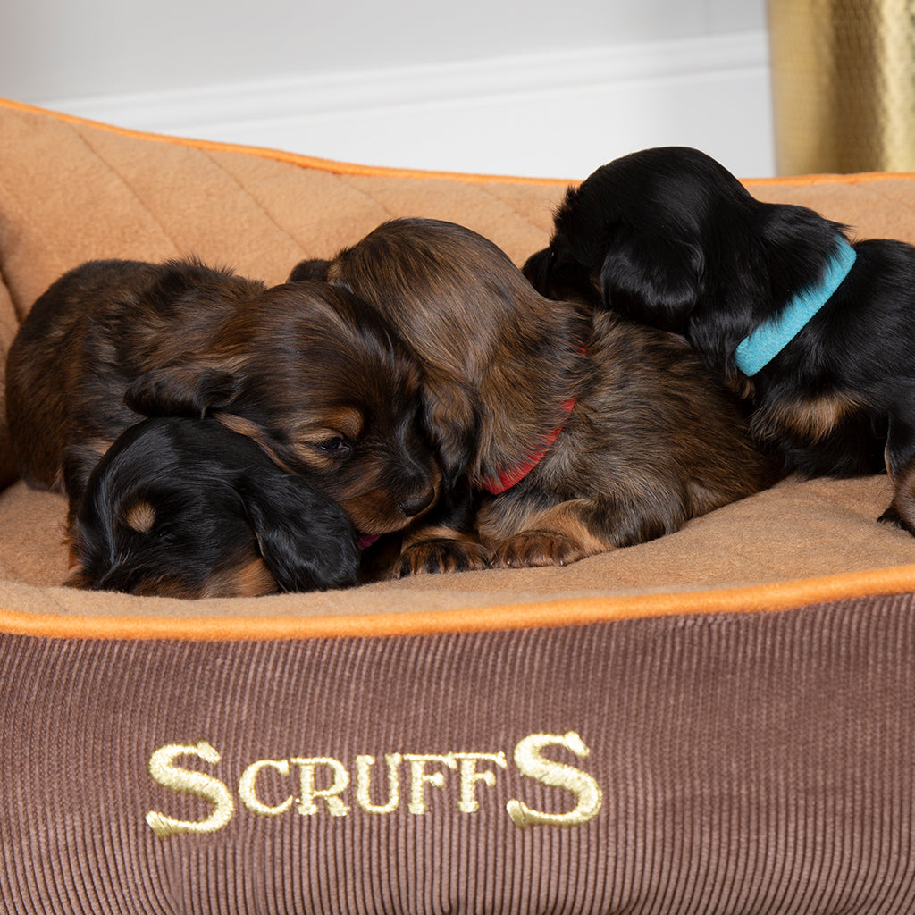 Scruffs Thermal Box Bed in Brown