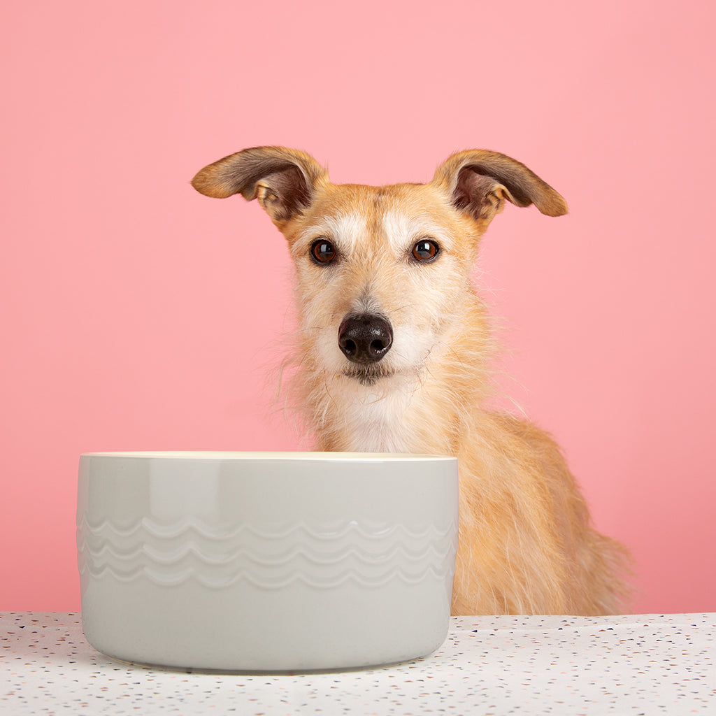 Scruffs Icon Water Bowl