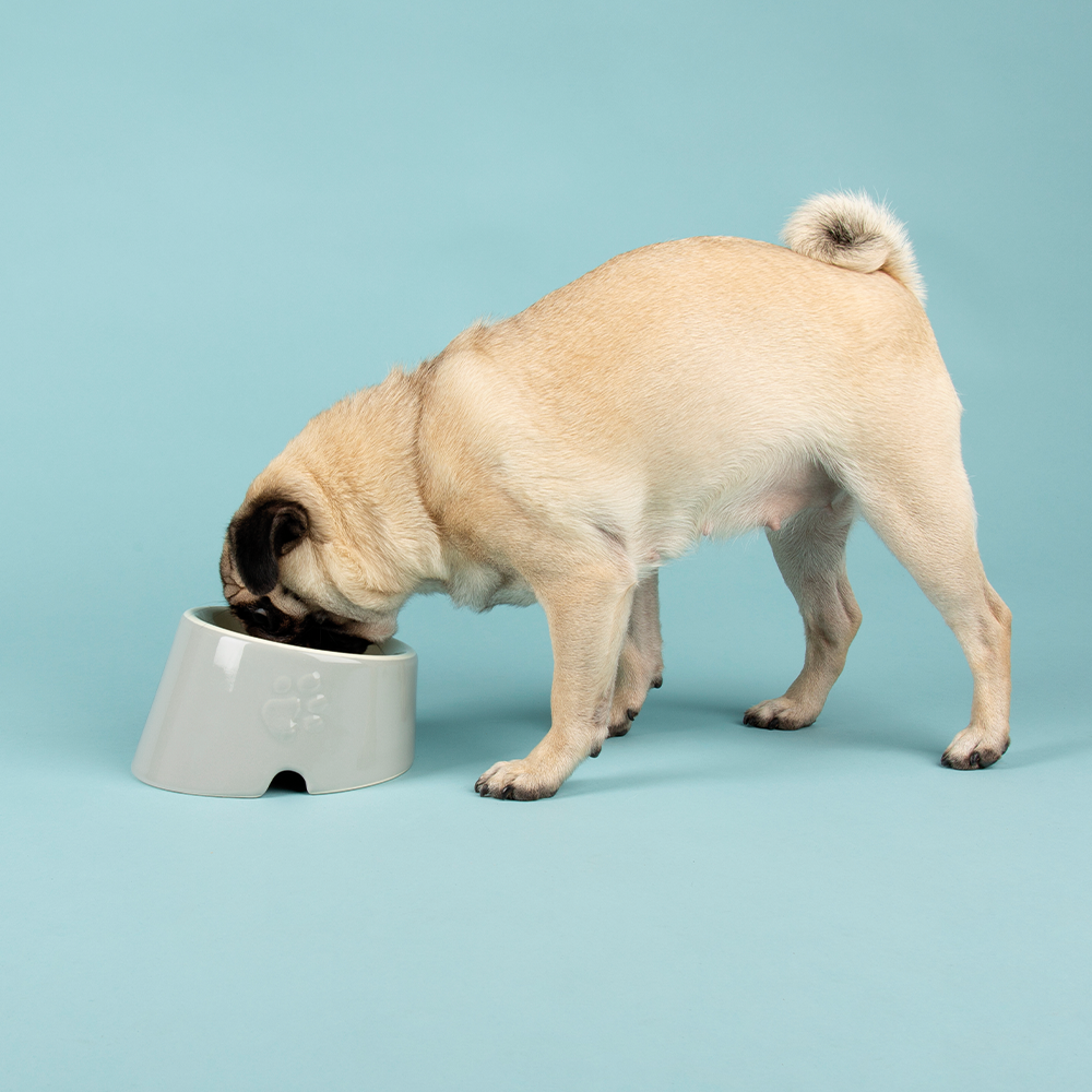 Scruffs Icon Slanted Pet Bowl