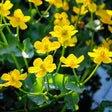 Marsh Marigold (Caltha Palustris)