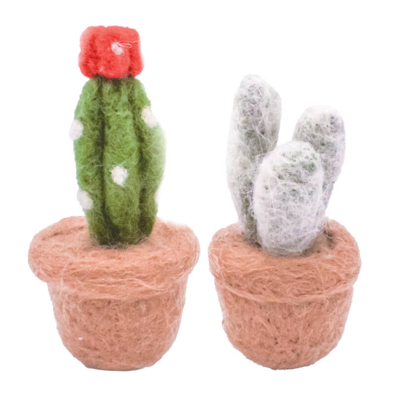 Buster & Beau Cacti